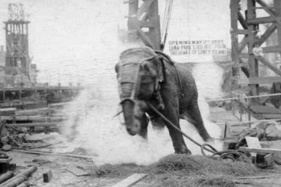 Edison’un önerisiyle 6600 volt elektrik verilerek idam edilen fil: Topsy