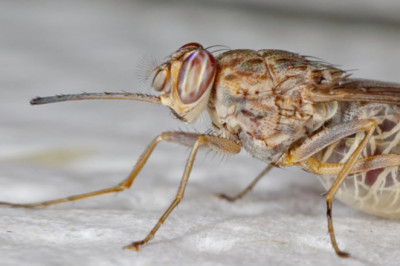 Eyvah eyvah başımıza bir de bu çıktı! Baldırsokan artık İstanbul'da
